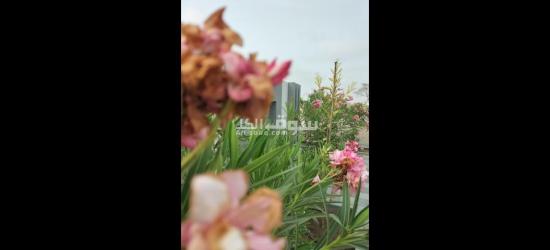 استراحة فلورا الشرق - 5