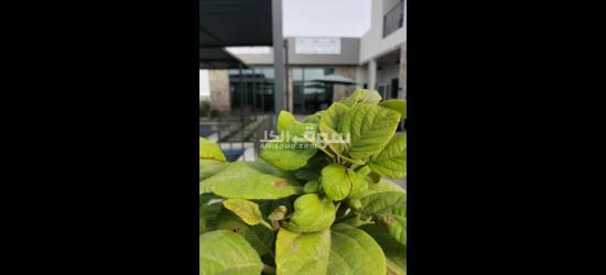 استراحة فلورا الشرق - 7