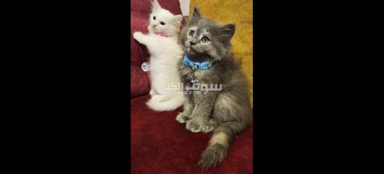 قطط شيرازي للبيع متعلمين ع لتر بكس - 2