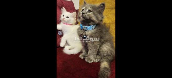 قطط شيرازي للبيع متعلمين ع لتر بكس - 3