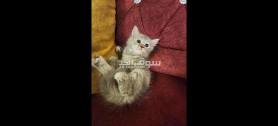 قطط شيرازي للبيع متعلمين ع لتر بكس - 5