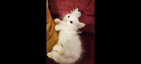 قطط شيرازي للبيع متعلمين ع لتر بكس - 6