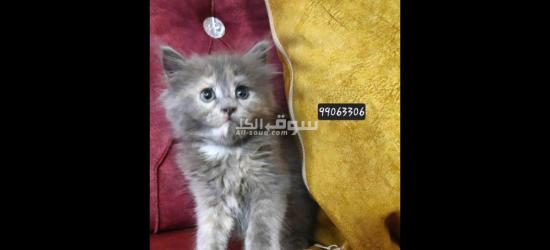 قطط شيرازي للبيع متعلمين ع لتر بكس - 7