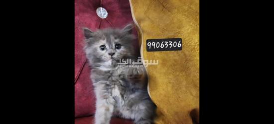 قطط شيرازي للبيع متعلمين ع لتر بكس - 8